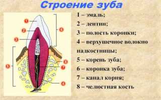 Биологическое пространство (ширина) с точки зрения имплантологии и эстетики. Концепция «Platform-Switching» (соединение платформ различного диаметра)