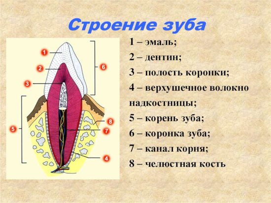 строение зуба
