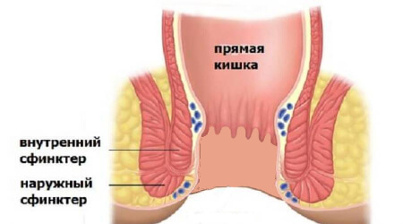 Прямая кишка со сфинкторами