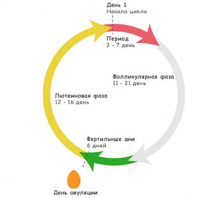 Женский менструальный цикл