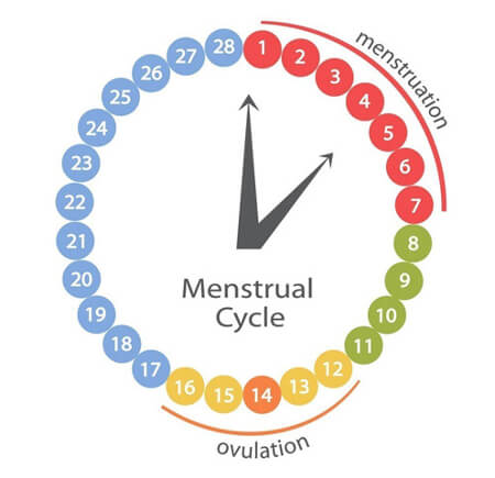 Менструальный цикл при установки вмс